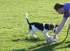 2010.04.17 Begleithunde
