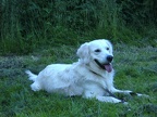 2010.06.05 Begleithunde