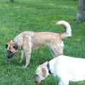 BILD3739