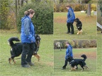 2011.11.05 Longieren & 2011.11.08 Obedience