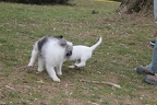 IMG 2999