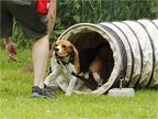 2012.06.24 Beaglegruppe