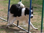 2015.09.12 Agility Maulwurfhügel Cup (Tag 1)