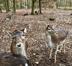 25-12-06-10-41-13-8383